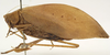 female, lateral view (holotype). Depicts CollectionObject 1522151; a6f875b1-0dfd-42be-bea6-1b7ca7078aec, a CollectionObject.