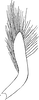 Subgenital plate: Subgenital plate. (Observation).