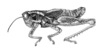 Atopacris manabiensis Amédégnato & Poulain, 1998: Fig. 46. Male, habitus. (Otu).