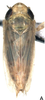 Habitus, dorsal view on Falcitettix (Falcitettix) guttiger (Kusnezov, 1929): Habitus, dorsal view (M. minor Vilbaste, 1965). (Observation).