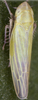 Habitus, dorsal view: !! display not done !! on Dikraneura (Dikraneura) variata Hardy, 1850: Habitus (female). (Observation).