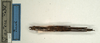 CollectionObject 1562129; NMW 947, 929c2dea-701a-495c-b348-be2aa9604c18: copyright NMW, Vienna. male of synonym Galactea aptera (holotype). (CollectionObject).