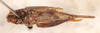 CollectionObject 1566468; 565c729b-a33b-4eb1-b7e6-a3fe4bbbbe6e: female, ventral view (allotype). (CollectionObject).