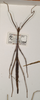 CollectionObject 1558222; 7af28211-3668-4ad1-96d5-58bdc23ad268: copyright UMO. female of synonym Bacillus hyphereon (paralectotype). (CollectionObject).