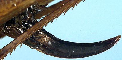 female ovipositor (paratype). Depicts Eobiana engelhardti engelhardti (Uvarov, 1926), an Otu.