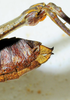 CollectionObject 1498817; d9801811-edea-4dbe-8727-8ee644bd931e: female, abdomen tip, lateral view. (CollectionObject).