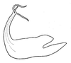 Aedeagus, lateral view on Edwardsiana trigonometrica Logvinenko, 1966: (Observation).