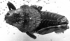 CollectionObject 1506563; 66ea2720-59f3-43cf-ae02-c649c729cf11: Image Carbonell, C.S. male, dorsal view. (CollectionObject).
