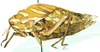 Bullacris obliqua (Thunberg, 1810): female, lateral view. (Otu).