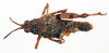 CollectionObject 1595758; 70b69e45-7e8f-4ce2-b765-e4c66010bb2b: male, dorsal view (syntype of Chrotogonus saussurei). (CollectionObject).