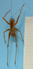 CollectionObject 1542790; 45c5b3ec-018e-4b4a-9822-ba3a9b09fac1: male, dorsal view (holotype of Cerberodon cuiabensis). (CollectionObject).