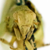 Head on Anormenis pyralina (Germar, 1821): (Observation).