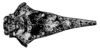 Dasyleurotettix infaustus (Walker, 1871): Fig. 237. female, head and pronotum, dorsal view (Dasyleurotettix infaustus ssp. n. ?). (Otu).