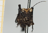 CollectionObject 1592592; 9a1878a7-a422-41ce-bab5-d6cb46c3e783: male, frontal view (holotype). (CollectionObject).