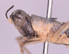 CollectionObject 1544483; d7d2b98e-f4cb-4459-afd6-cd880243c478: male, head and pronotum (Paramastax hirsutum holotype). (CollectionObject).