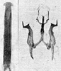 Other on Erythridula rufostigmosa (Beamer, 1930): Aedeagus, connective, and styli. (Observation).