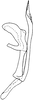 Aedeagus, lateral view on Scaphoidella cornuta Dai & Dietrich, 2011: Aedeagus, lateral view. (Observation).