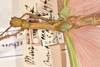 CollectionObject 1559689; b2a489ad-543e-4d64-94cb-86236d2114e3: copyright OUMNH. female: head & thorax, dorsal view of synonym Necroscia marmessus (paralectotype). (CollectionObject).