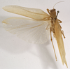 CollectionObject 1529767; ac3f7009-db4d-49a9-bfb9-8955277e2dd9: male, dorsal view (holotype). (CollectionObject).