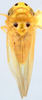 Habitus, dorsal view on Cassianeura Ramakrishnan & Menon, 1973: Habitus (C. cassiae Ahmed, USNM collection). (Observation).