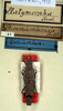 CollectionObject 1561263; NMW 42, 161332a8-b819-491a-a030-9d2d452ae4c5: copyright NMW. female (syntype). (CollectionObject).