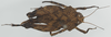 CollectionObject 1533863; 28d15f56-b9b8-4d2f-8770-ab6aa7d46628: female, dorsal view (holotype). (CollectionObject).