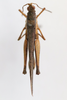 CollectionObject 1593079; 16123e91-a7e4-419d-87dc-5bc840790715: male, dorsal view (paratype). (CollectionObject).
