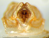CollectionObject 1521404; 345bb1b9-dfaa-442b-9a08-1662e7382539: phallus (holotype). (CollectionObject).