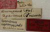 CollectionObject 1535976; eb9c2630-db16-4b83-a15e-9a076388c642: labels (syntype). (CollectionObject).