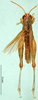 CollectionObject 1501260; 35b25b82-8138-4bf0-beb5-83bc1de53f01, DORSA BT000203S01: male, dorsal view (holotype). (CollectionObject).