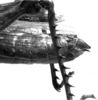 CollectionObject 1541285; 6cb34573-d8a3-41ff-8cf1-31f3709d8955: 1970. female abdomen tip, lateral view (holotype). (CollectionObject).
