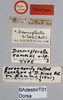 Desmopterella biroi (Bolívar, 1905): male, labels (holotype of Desmopterella rammei). (Otu).