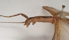 CollectionObject 1561303; 130d3935-aafd-422d-aeac-115fde2bd7a7: copyright Natural History Museum, London. female: head and thorax, lateral view of Perlamorphus peleus (holotype). (CollectionObject).