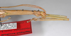 CollectionObject 1576632; 93772d7e-7568-4b9d-8be9-021fcf0a0502: copyright FSCA. male: head & part thorax, lateral view (holotype). (CollectionObject).