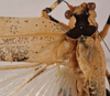 CollectionObject 1534631; 8cd11505-d7f4-4a3c-bba4-3379692a6d64: male stridulatory area (holotype). (CollectionObject).