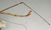 CollectionObject 1560899; 87fe6e04-7a35-4a95-a62c-e3d57231784d, NMW 602: copyright NMW, Vienna. male: end of abdomen, lateral view (holotype). (CollectionObject).