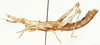 Parageloiomimus rugulosus (Dirsh, 1956): lateral view. (Otu).