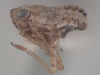 Habitus, lateral view on Ceragra oxyura (Kusnezov, 1930): (Observation).