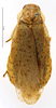 Jagrehnia paolina (Giglio-Tos, 1917): CC BY-NC-ND 4.0/MNHN - Depraetere Marion - 2014. Type, female, of punctipennis Chopard, 1938. Specimen number: MNHN-EP-EP1200. http://coldb.mnhn.fr/catalognumber/mnhn/ep/ep1200. (Otu).