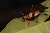 CollectionObject 2072894; e27b9cda-e7a8-45c9-aafd-1f15cc9b3ddd: Female, live specimen. (CollectionObject).