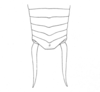 Ceuthophilus (Geotettix) guttulosus thomasi Hubbell, 1936: Fig. 619. male abdomen tip, dorsal view. (Otu).