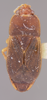 CollectionObject 1595314; d28895c8-e045-4c95-bf23-f2e32198ae3d: Cryphula subunicolor HOLOTYPE (NMNH) - (CC BY-NC 3.0) - Photo by Pablo M. Dellapé with permission from the National Museum of Natural History (NMNH), Smithsonian Institution, Washington, D.C. (CollectionObject).