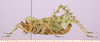 CollectionObject 1513179; d31854f4-a26f-4e5c-975e-7535171f6179, cbt063s03: female, lateral view (allotype). (CollectionObject).