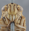 Head: !! display not done !! on Apogonalia histrio (Fabricius, 1794): Head. (Observation).