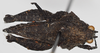 CollectionObject 1575251; NNM RMNH.INS 968004, a8915dda-5a50-4fe7-ba8a-ed9e783e0b8f: male, dorsal view (paratype). (CollectionObject).