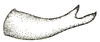 Phygela haanii Stål, 1876: Pl. XI, Fig. 21 (Singapore). male cercus, dorsal view. (Otu).