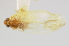 Habitus, dorsal view: (Observation).