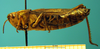 CollectionObject 1521408; f525e81a-1efe-4ec5-ae26-8cff078113a7: female, lateral view (holotype of Chorthippus xerophilus). (CollectionObject).