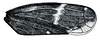 Forewing: Cochlorhinus pluto, forewing. (Observation).