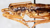 CollectionObject 1567637; 6b6d61b2-c7f3-40c6-abb2-500bf0a2454f: male head and pronotum, lateral view. (CollectionObject).